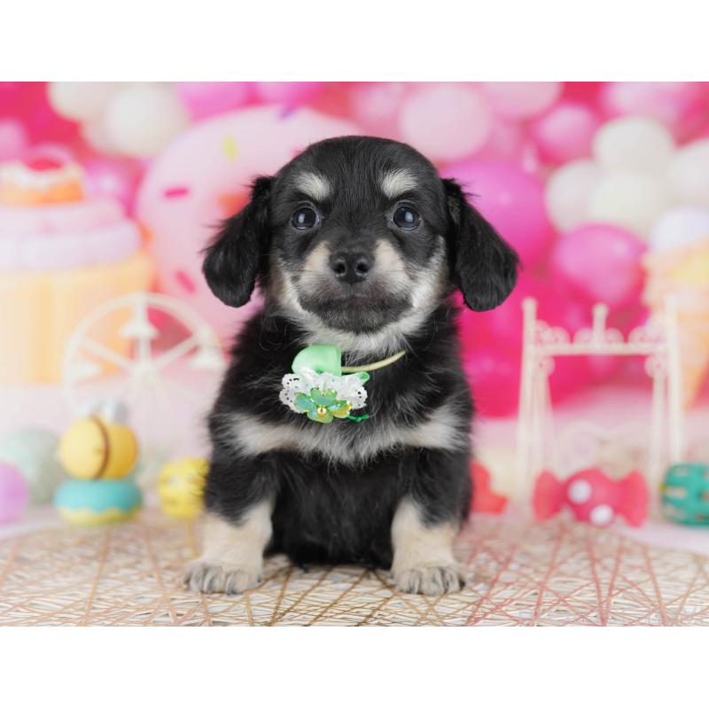 販売中の千葉県のチワックス:チワワ×ミニチュアダックスフンド-441208の3枚目