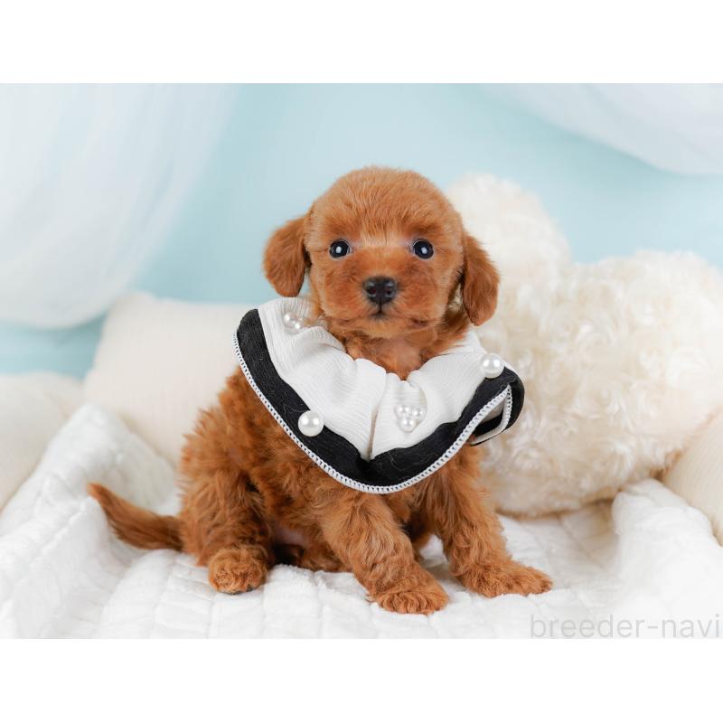 販売中の神奈川県のトイプードル-441135の6枚目