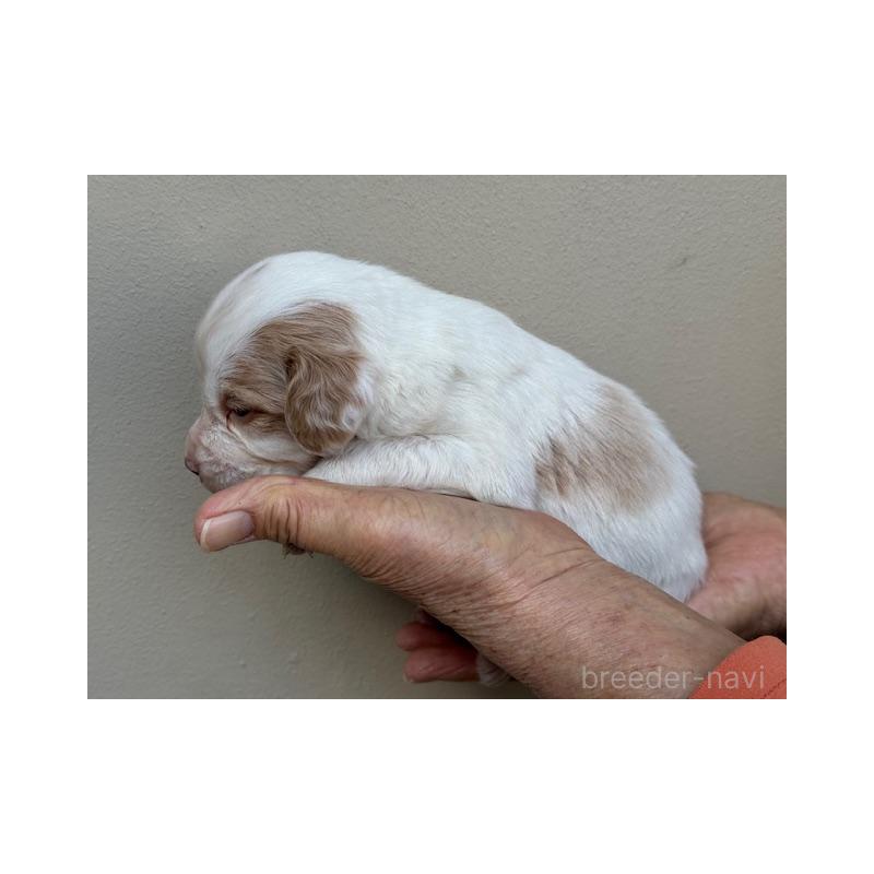 販売中の滋賀県のブリタニースパニエル-440981の4枚目