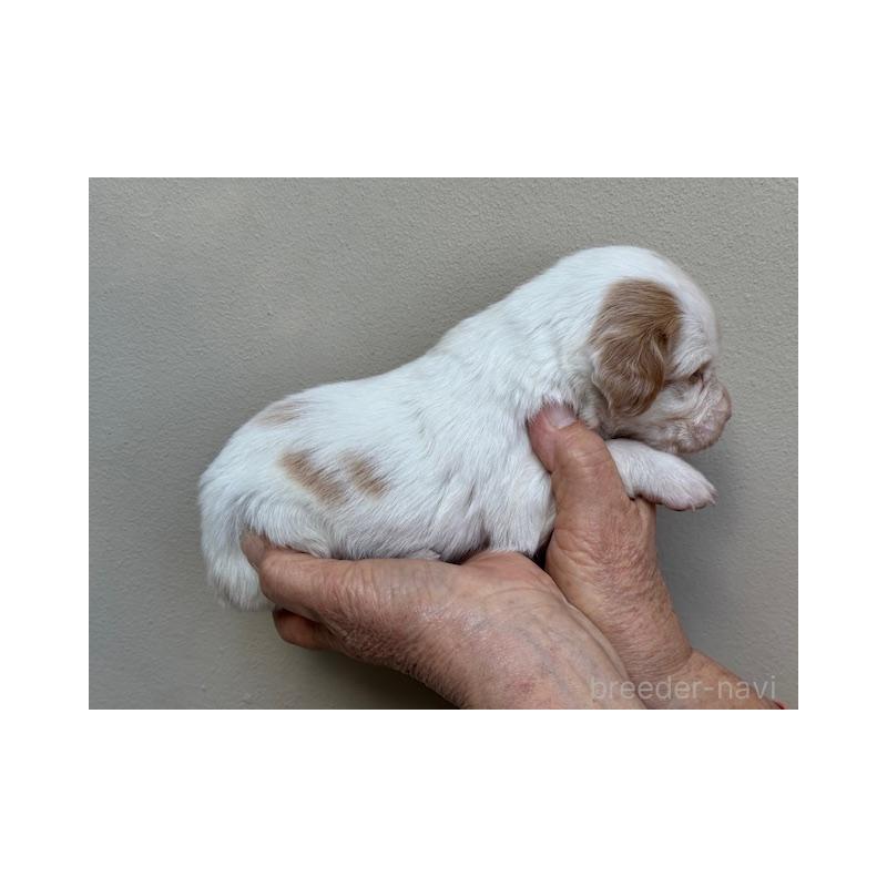 販売中の滋賀県のブリタニースパニエル-440981の3枚目