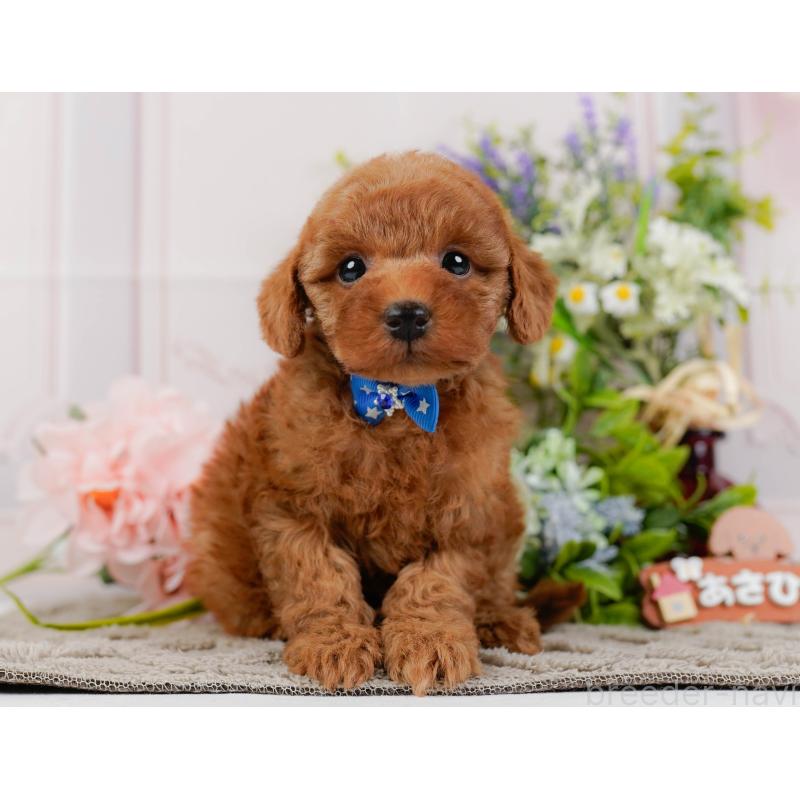 成約済の神奈川県のトイプードル-441137の13枚目