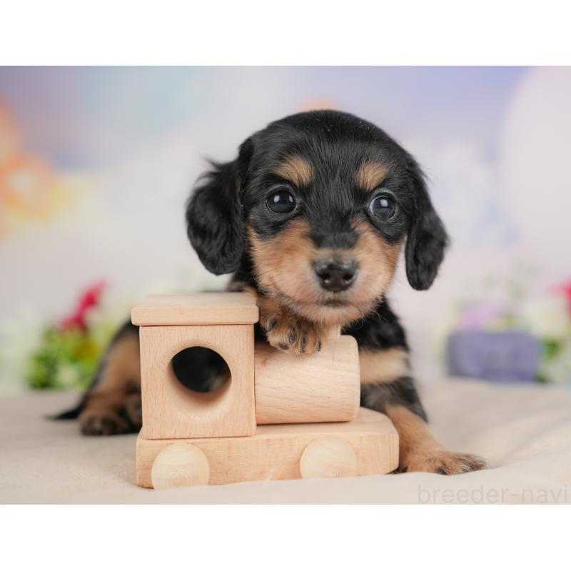 販売中の群馬県のミニチュアダックスフンド(ロングヘアード)-441111の7枚目