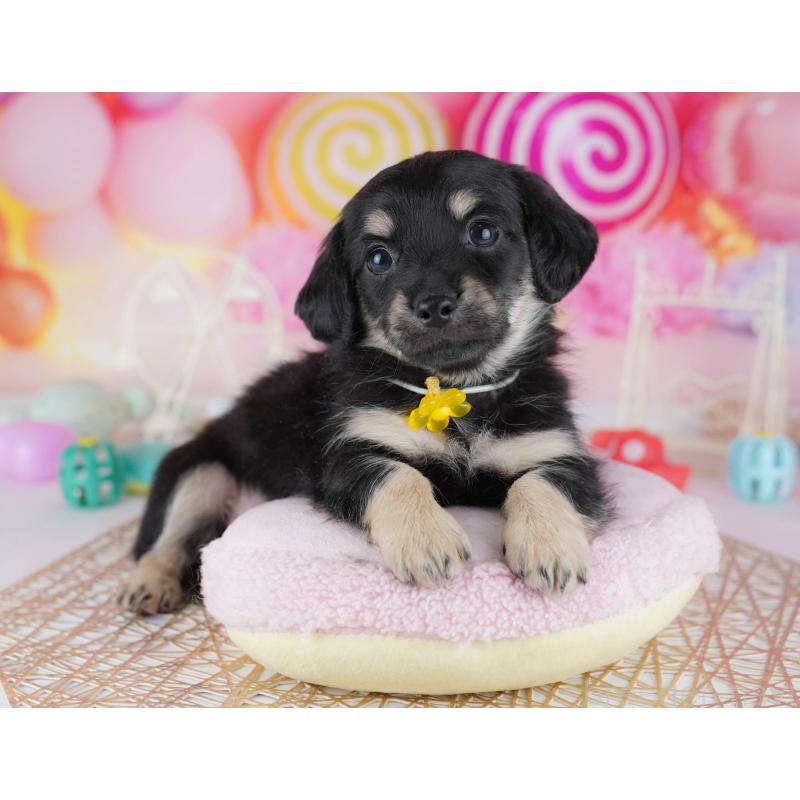 販売中の千葉県のチワックス:チワワ×ミニチュアダックスフンド-441206の10枚目