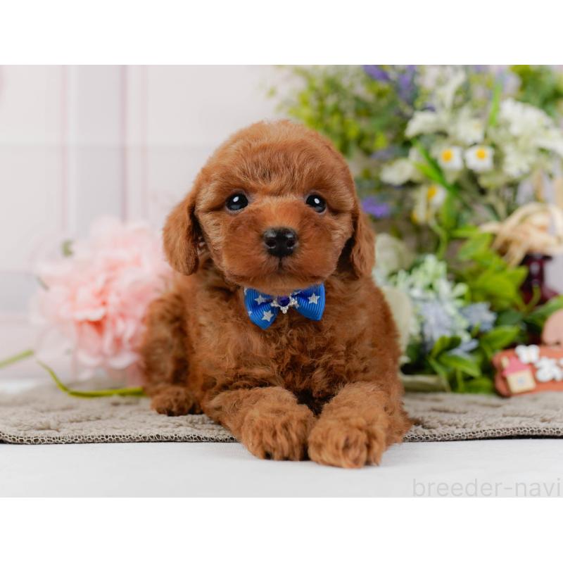 成約済の神奈川県のトイプードル-441137の12枚目