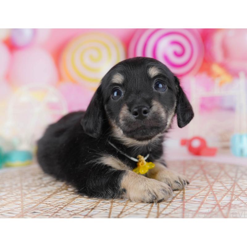 販売中の千葉県のチワックス:チワワ×ミニチュアダックスフンド-441206の9枚目