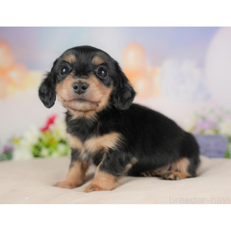 販売中の群馬県のミニチュアダックスフンド(ロングヘアード)-441111の5枚目