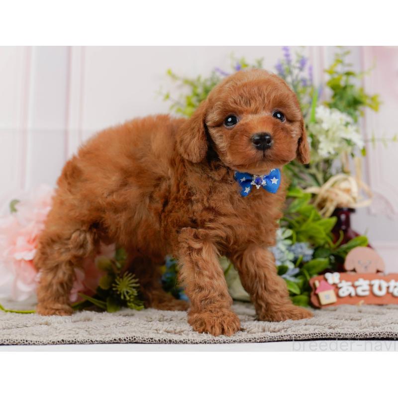 成約済の神奈川県のトイプードル-441137の11枚目