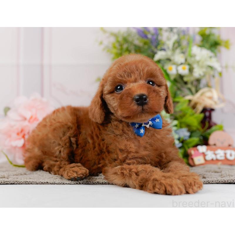 成約済の神奈川県のトイプードル-441137の10枚目