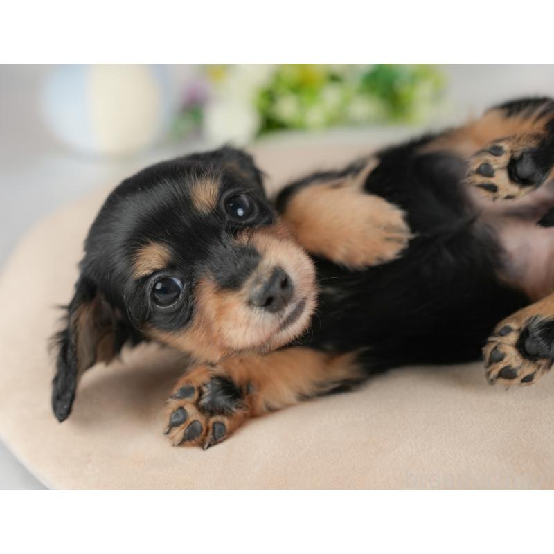 販売中の群馬県のミニチュアダックスフンド(ロングヘアード)-441111の3枚目