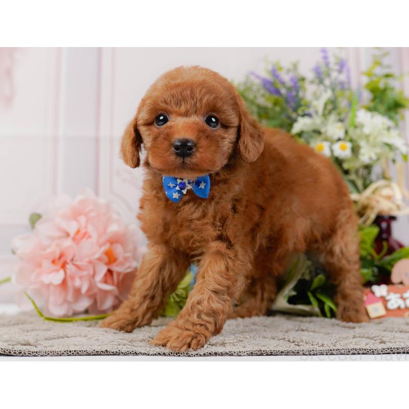 成約済の神奈川県のトイプードル-441137の9枚目