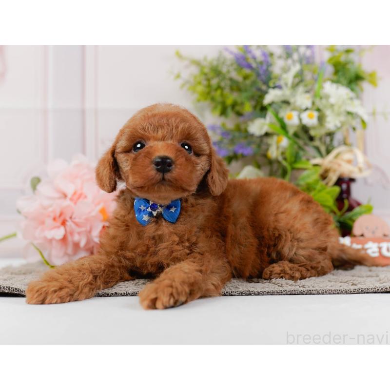 成約済の神奈川県のトイプードル-441137の8枚目