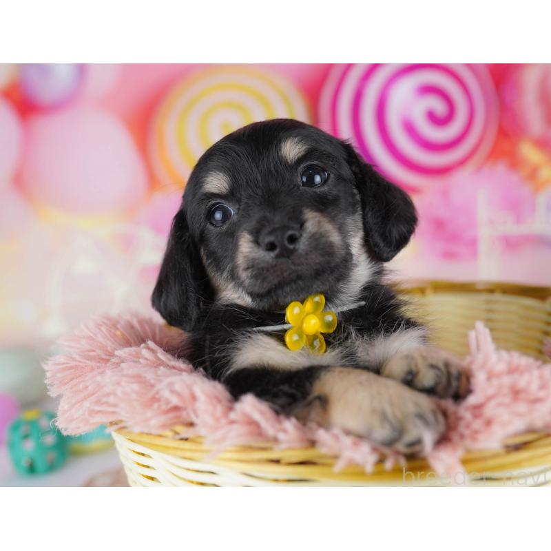 販売中の千葉県のチワックス:チワワ×ミニチュアダックスフンド-441206の4枚目