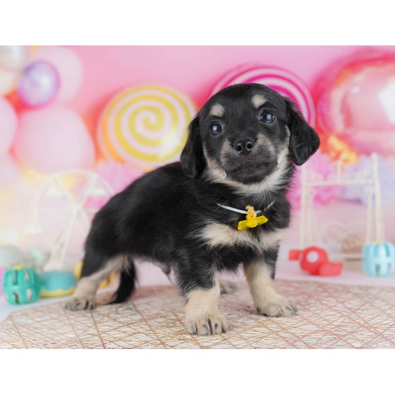 販売中の千葉県のチワックス:チワワ×ミニチュアダックスフンド-441206の3枚目