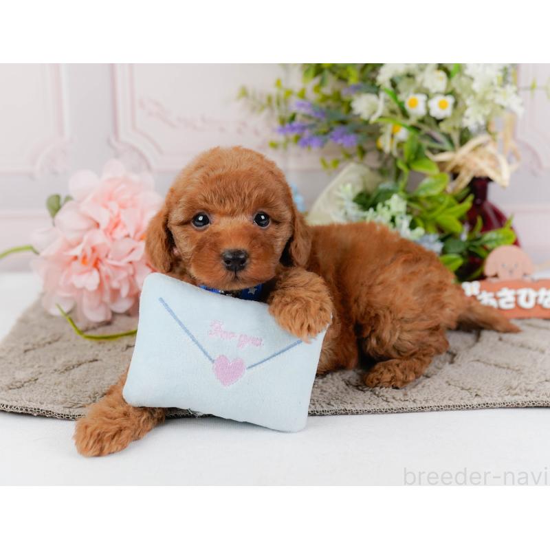 成約済の神奈川県のトイプードル-441137の7枚目