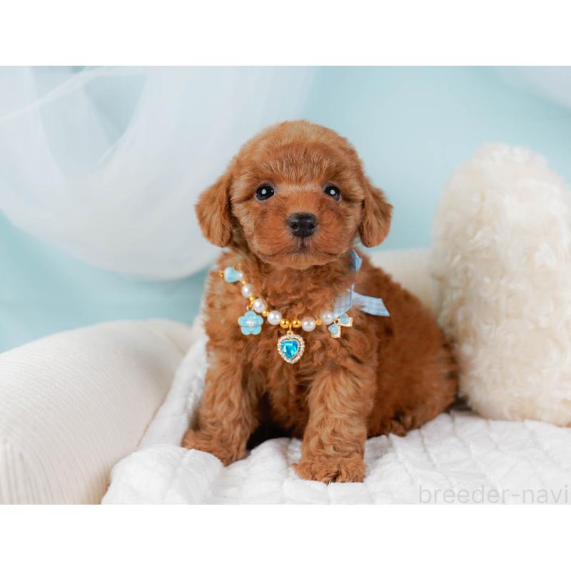 成約済の神奈川県のトイプードル-441137の6枚目