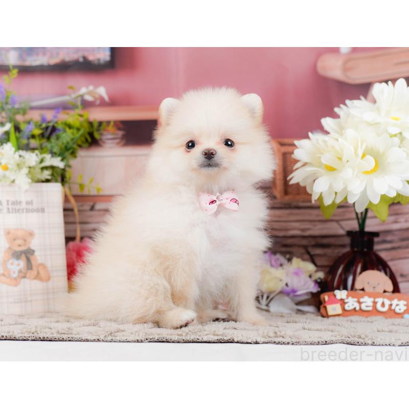 販売中の神奈川県のポメラニアン-441126の13枚目