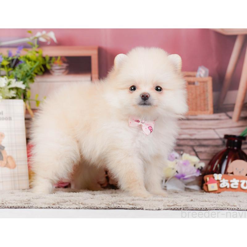 販売中の神奈川県のポメラニアン-441126の12枚目