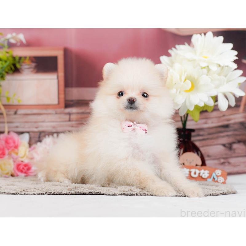 販売中の神奈川県のポメラニアン-441126の11枚目