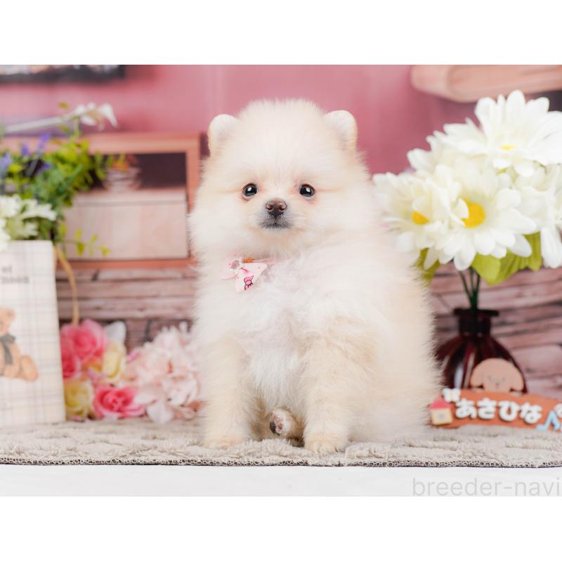 販売中の神奈川県のポメラニアン-441126の10枚目