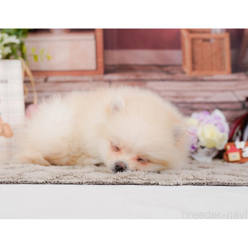 販売中の神奈川県のポメラニアン-441126の9枚目