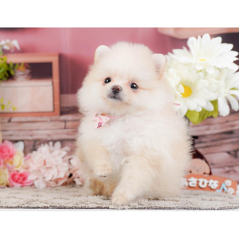 販売中の神奈川県のポメラニアン-441126の7枚目