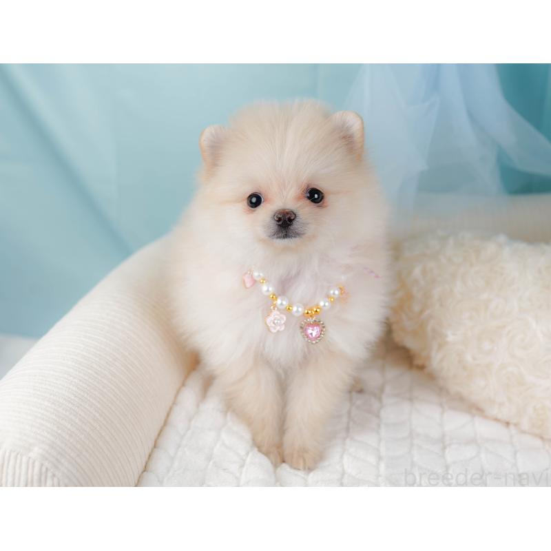 販売中の神奈川県のポメラニアン-441126の6枚目