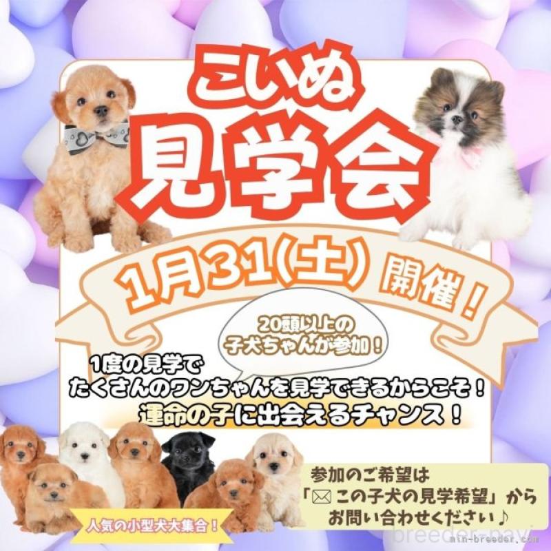 販売中の栃木県のカニンヘンダックスフンド(ロングヘアード)-441222の18枚目