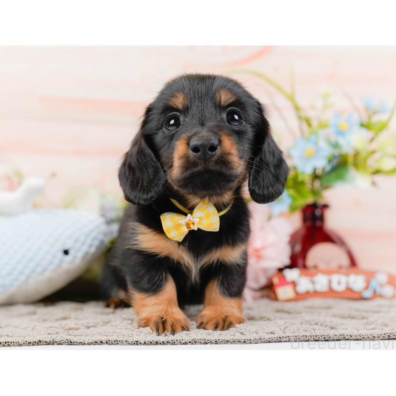 販売中の神奈川県のカニンヘンダックスフンド(ロングヘアード)-441133の13枚目