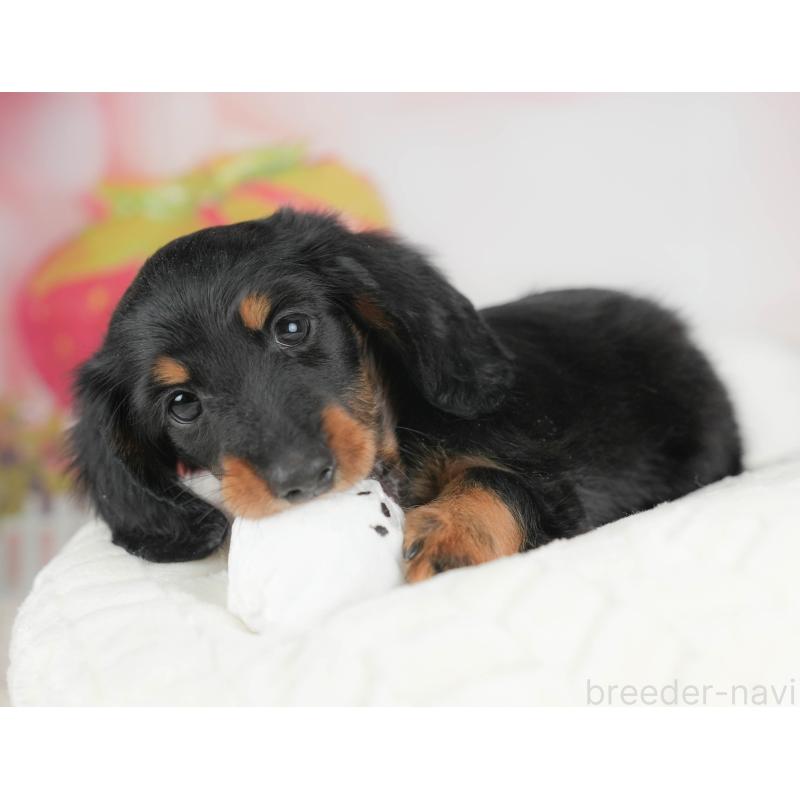 販売中の栃木県のカニンヘンダックスフンド(ロングヘアード)-441222の8枚目