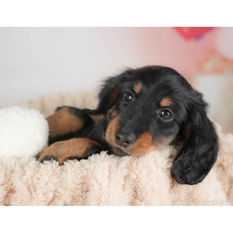 販売中の栃木県のカニンヘンダックスフンド(ロングヘアード)-441222の7枚目