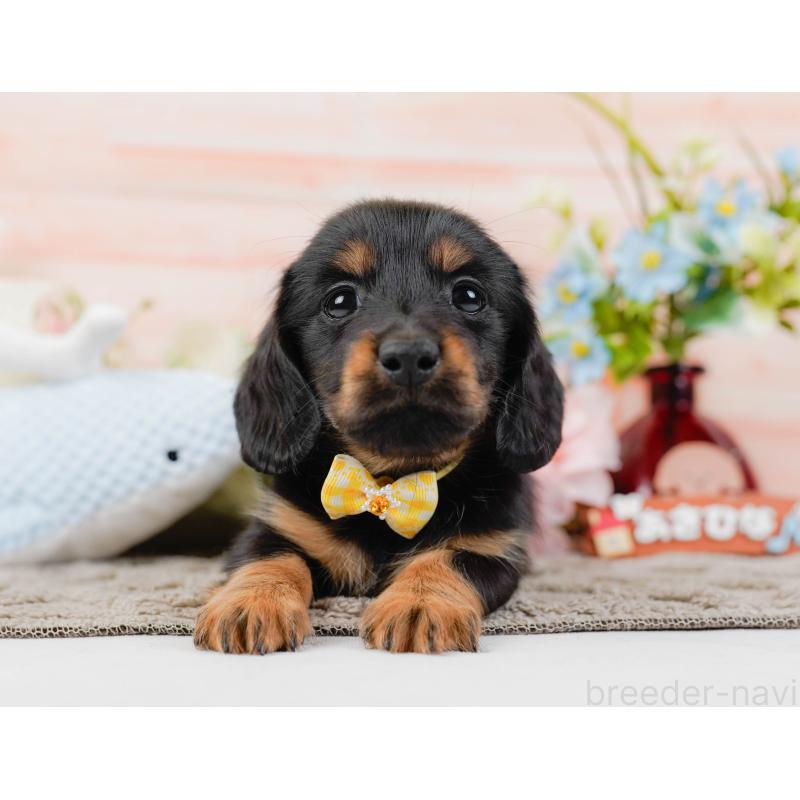 販売中の神奈川県のカニンヘンダックスフンド(ロングヘアード)-441133の12枚目