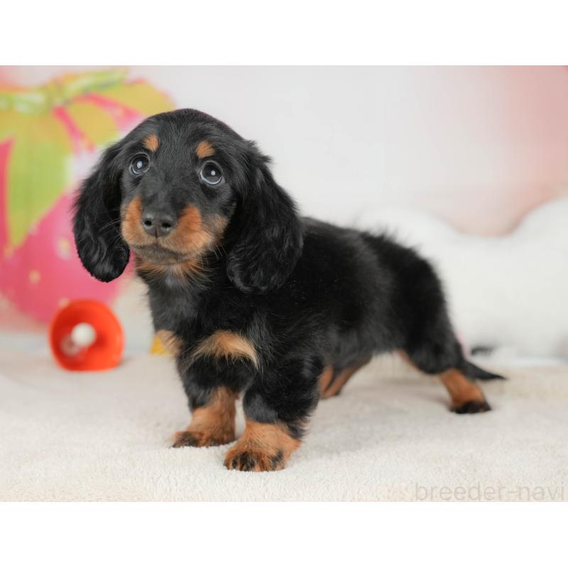 販売中の栃木県のカニンヘンダックスフンド(ロングヘアード)-441222の6枚目