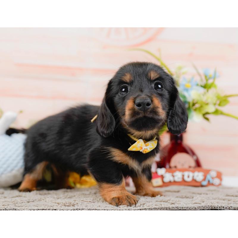 販売中の神奈川県のカニンヘンダックスフンド(ロングヘアード)-441133の11枚目