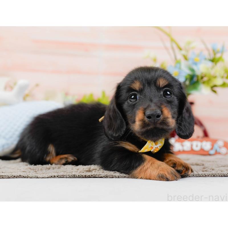 販売中の神奈川県のカニンヘンダックスフンド(ロングヘアード)-441133の10枚目