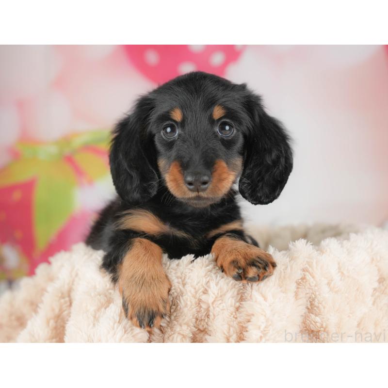 販売中の栃木県のカニンヘンダックスフンド(ロングヘアード)-441222の3枚目