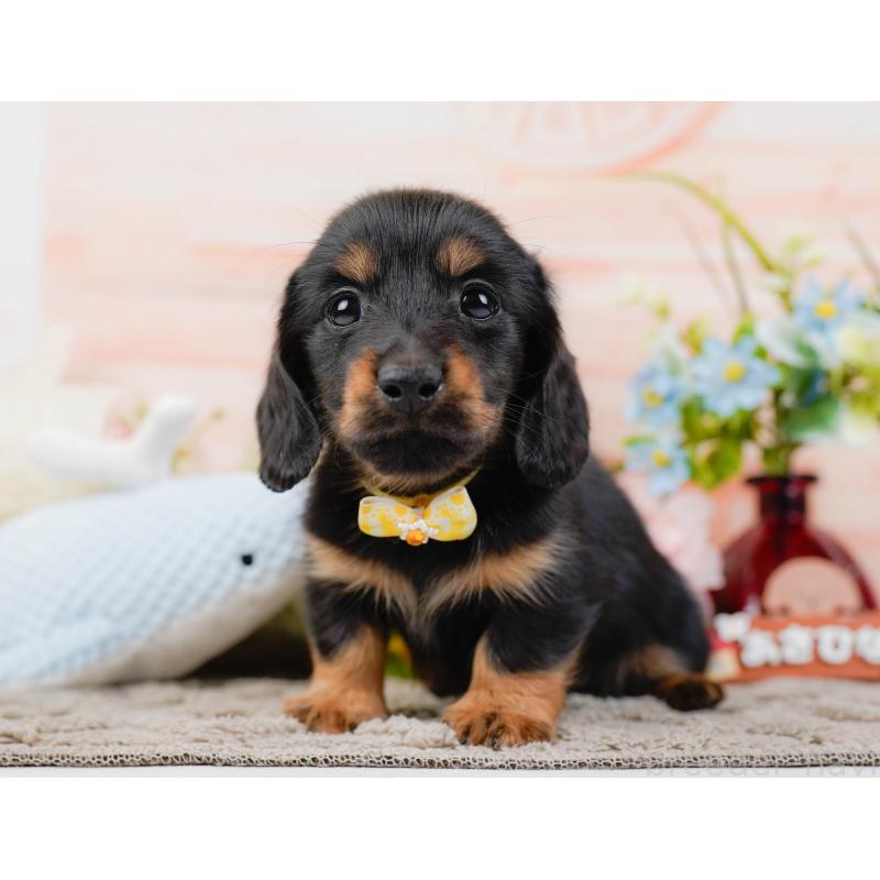 販売中の神奈川県のカニンヘンダックスフンド(ロングヘアード)-441133の9枚目