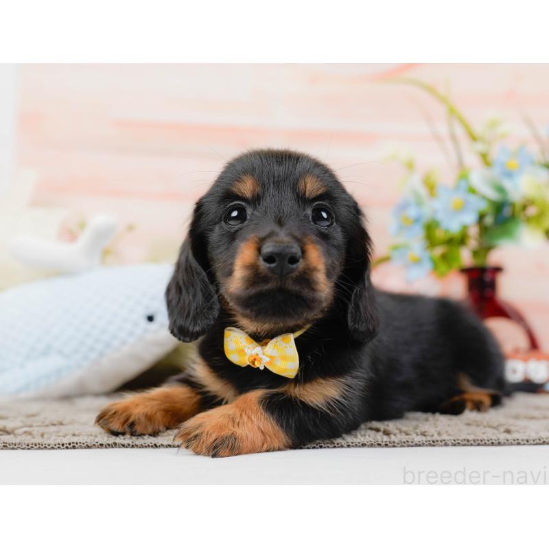 販売中の神奈川県のカニンヘンダックスフンド(ロングヘアード)-441133の8枚目