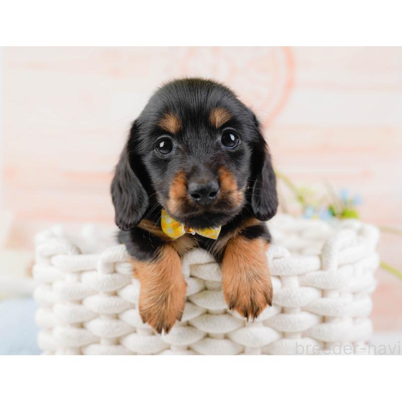 販売中の神奈川県のカニンヘンダックスフンド(ロングヘアード)-441133の7枚目