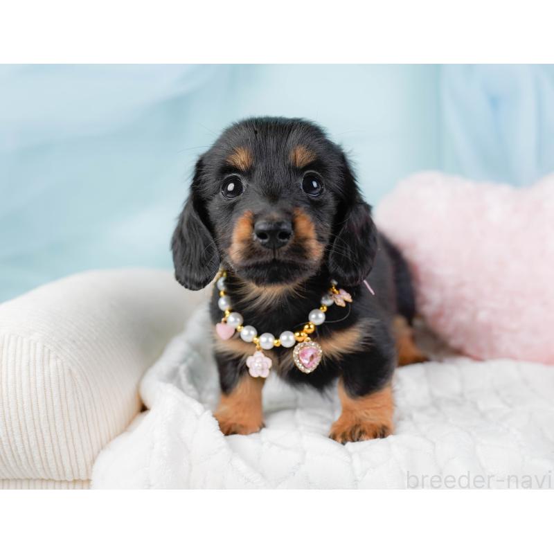 販売中の神奈川県のカニンヘンダックスフンド(ロングヘアード)-441133の6枚目