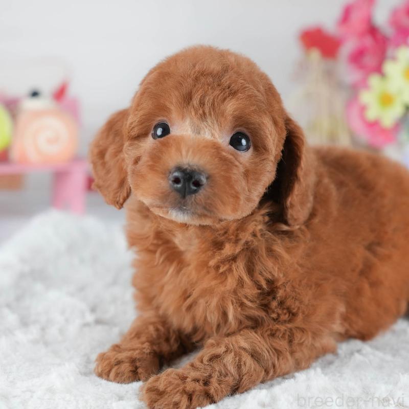 販売中の茨城県のトイプードル-441012の1枚目