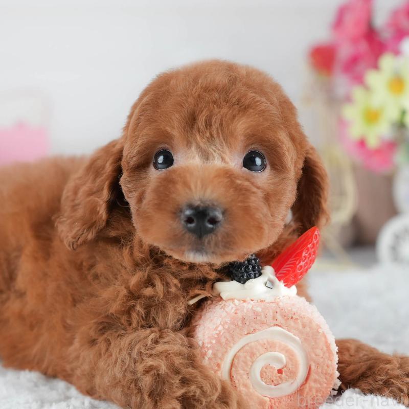 販売中の茨城県のトイプードル-441012の9枚目