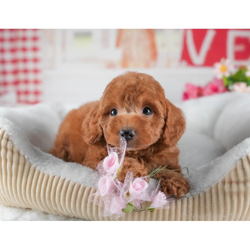 販売中の茨城県のトイプードル-441012の8枚目