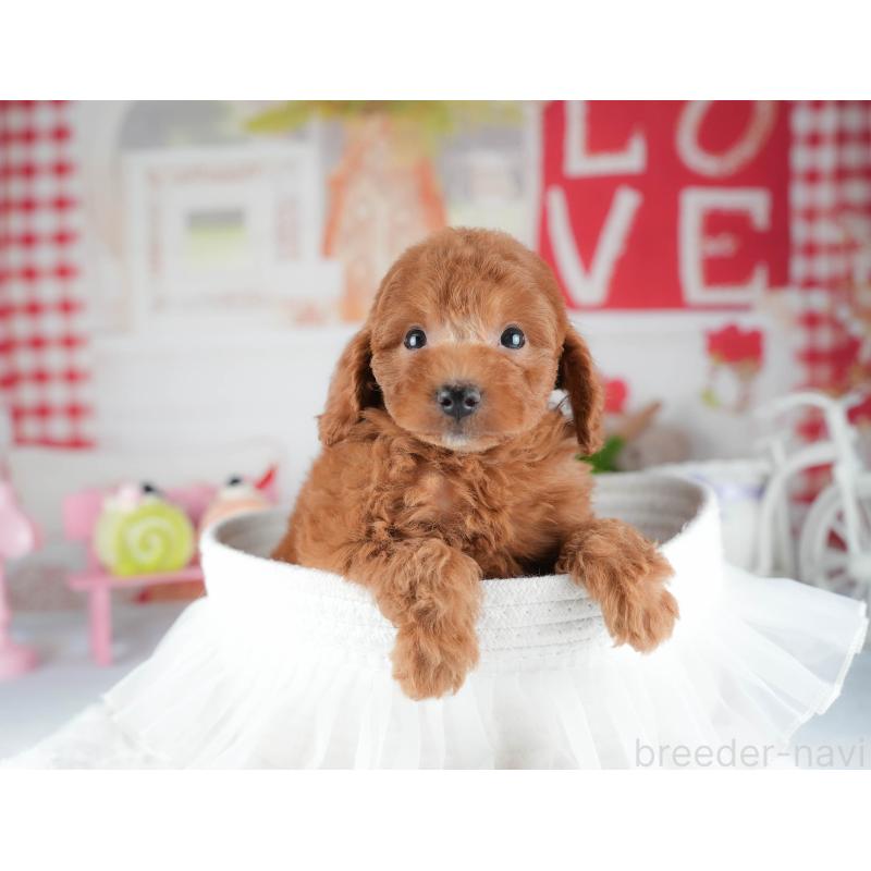 販売中の茨城県のトイプードル-441012の7枚目