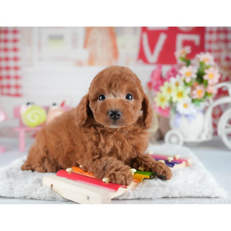 販売中の茨城県のトイプードル-441012の6枚目