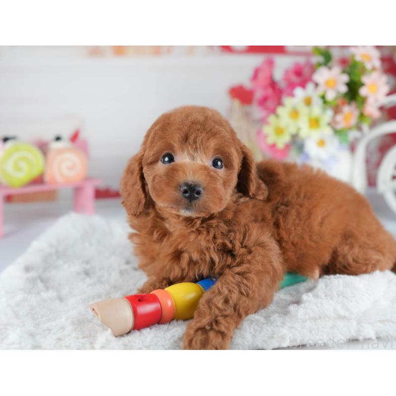 販売中の茨城県のトイプードル-441012の4枚目