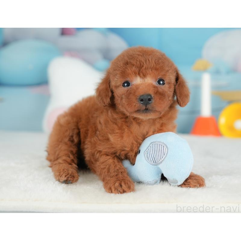 販売中の栃木県のトイプードル-441218