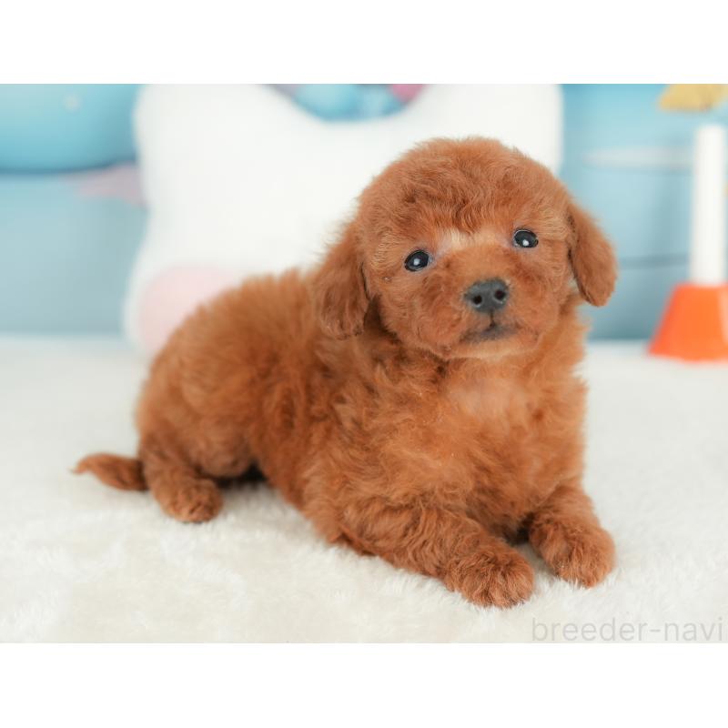 販売中の栃木県のトイプードル-441218の11枚目