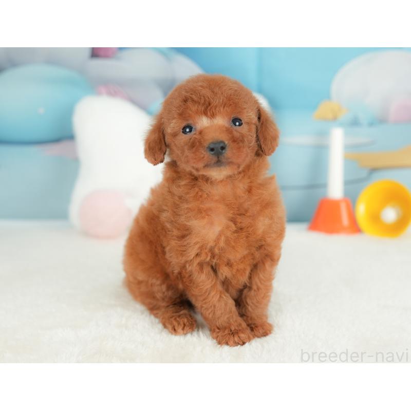 販売中の栃木県のトイプードル-441218の9枚目