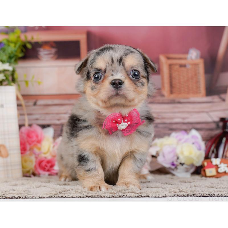 販売中の神奈川県のチワワ(ロングコート)-441121の13枚目