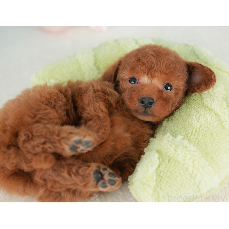 販売中の栃木県のトイプードル-441218の8枚目